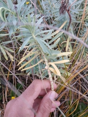 Euphorbia glauca