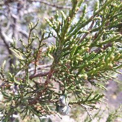 Juniperus deppeana deppeana