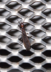 Oligotoma humbertiana