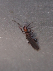 Oligotoma humbertiana