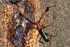 Cerambycinae