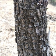 Juniperus deppeana deppeana