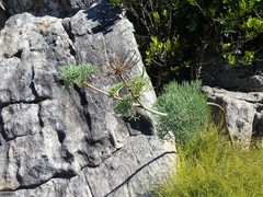 Notobubon capense