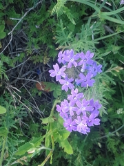 Glandularia bipinnatifida