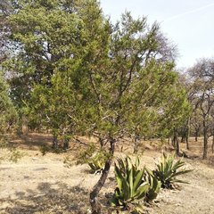Juniperus deppeana deppeana
