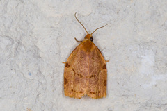Archips rileyana