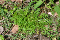 Soliva anthemifolia