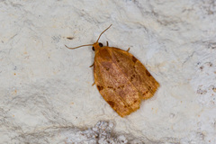 Archips rileyana
