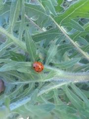 Coccinella septempunctata