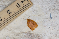 Archips rileyana