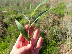 Dichanthelium scoparium