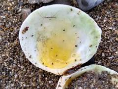 Pseudarcopagia disculus