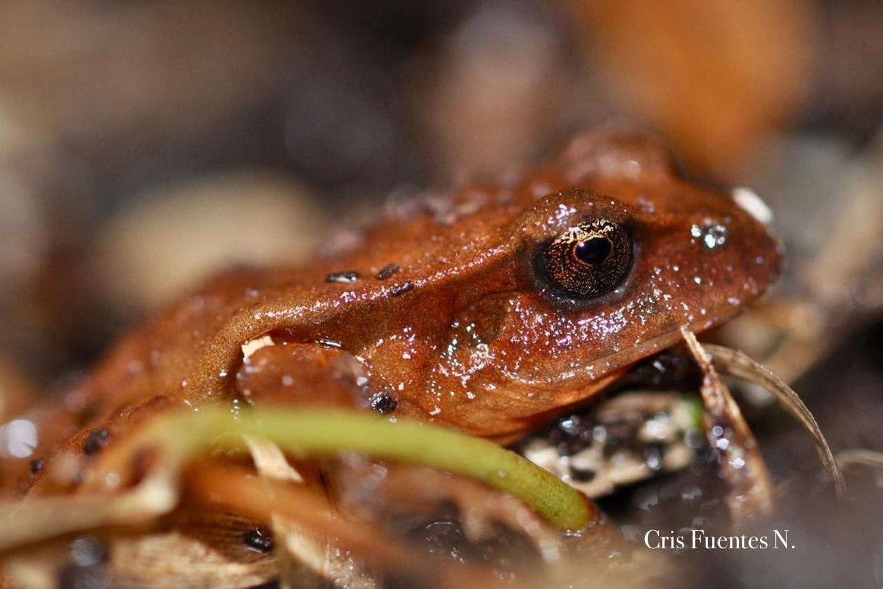 Eupsophus altor Nuñez, Rabanal & Formas, 2012