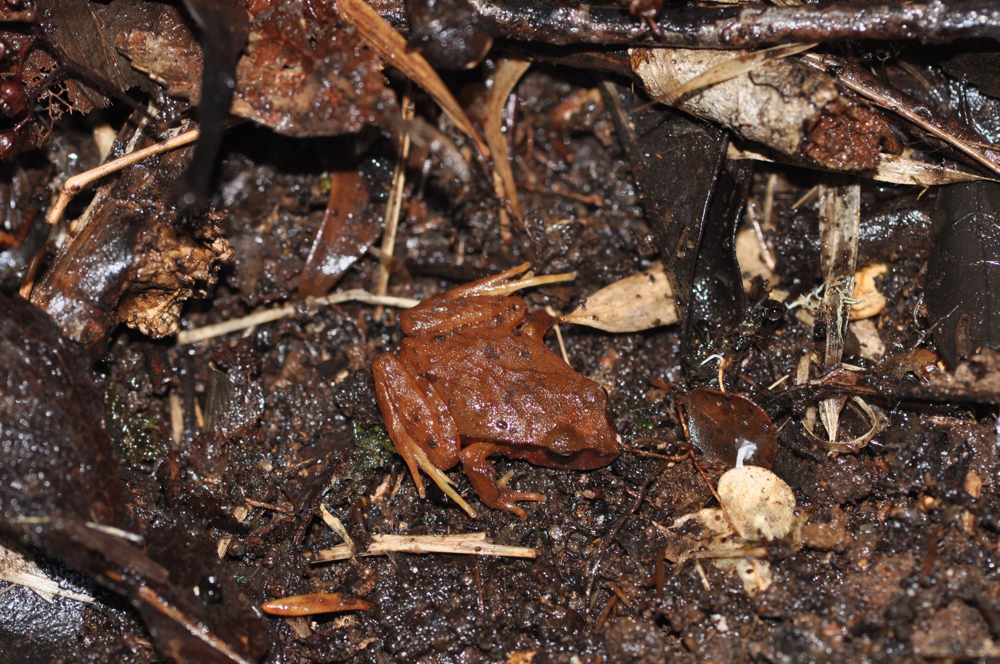 Eupsophus altor Nuñez, Rabanal & Formas, 2012