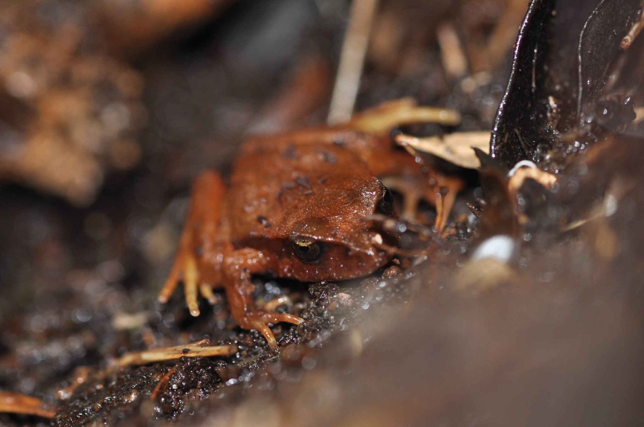 Eupsophus altor Nuñez, Rabanal & Formas, 2012