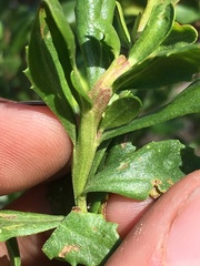 Rhopalomyia baccharis
