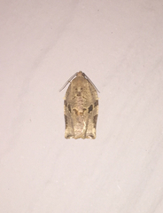 Archips grisea