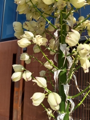 Agavoideae