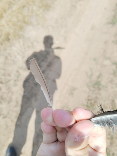 Plume de Bergeronnette printanière