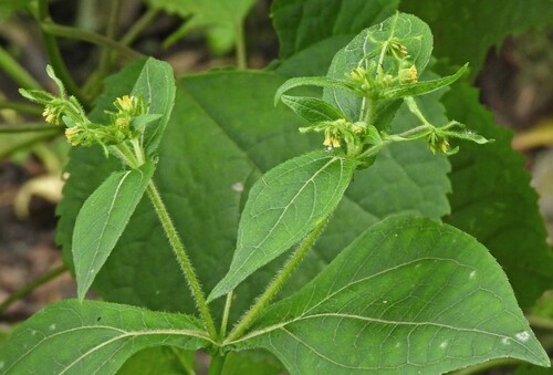 Western St Paul's-wort (Sigesbeckia serrata)