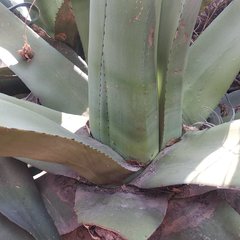 Agave salmiana