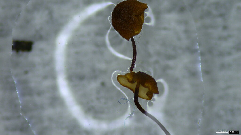 Cryptomarasmius aucubae · March 2024 · photo: © atsushi_nakajima_cirque (iNaturalist, cc-by)