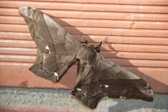 Arsenurinae