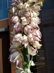 Yucca gloriosa