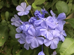 Plumbago auriculata
