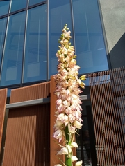 Yucca gloriosa