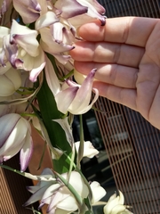 Yucca gloriosa