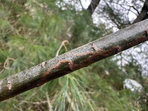 White Pine Barkminer Moth photo 2