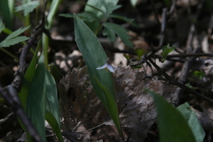 Erythronium propullans