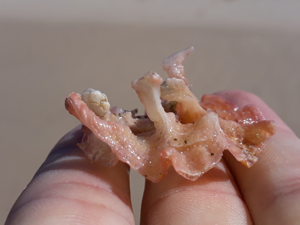 Saddle-shaped Oyster
