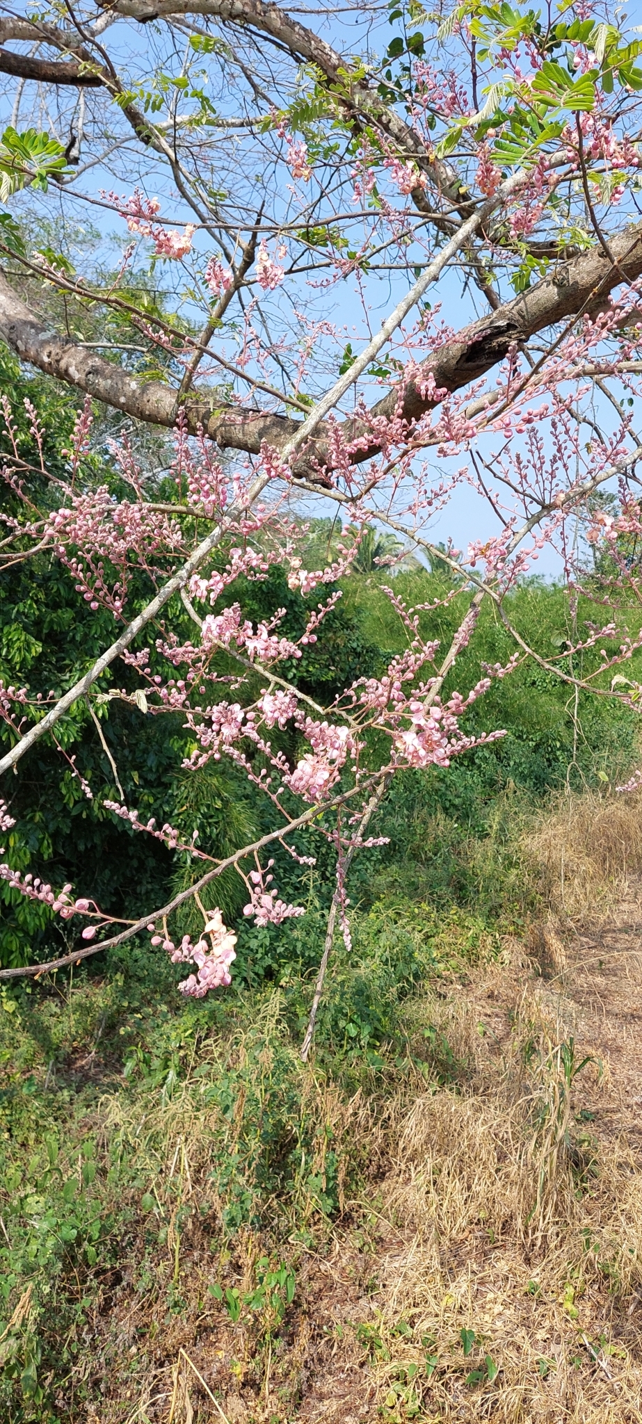 Imagem de Cássia-Rosa