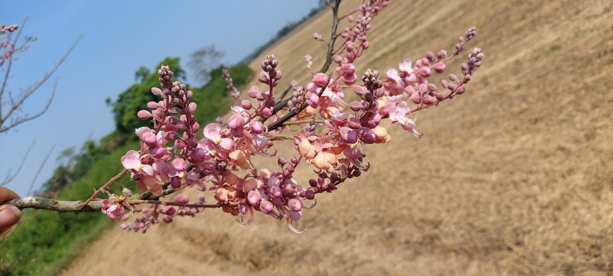 Imagem de Cássia-Rosa