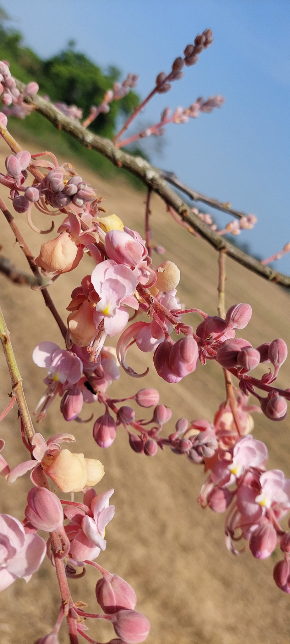 Imagem de Cássia-Rosa