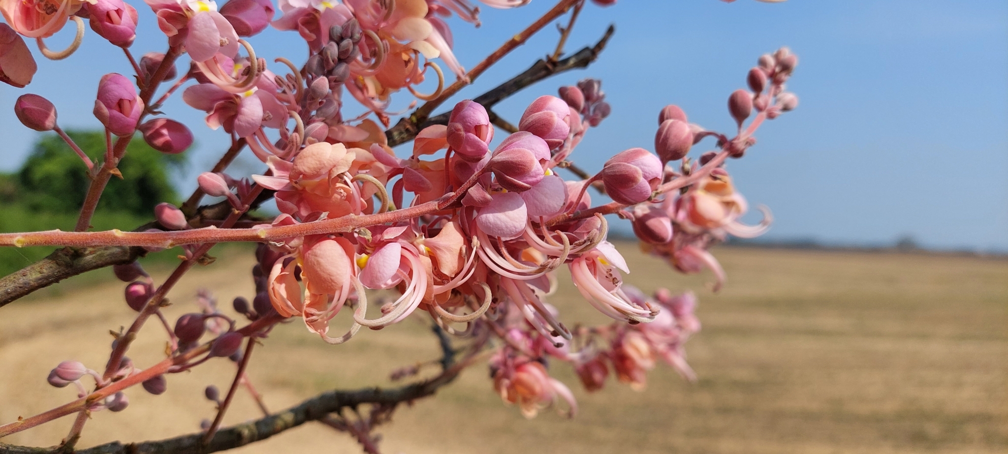 Imagem de Cássia-Rosa