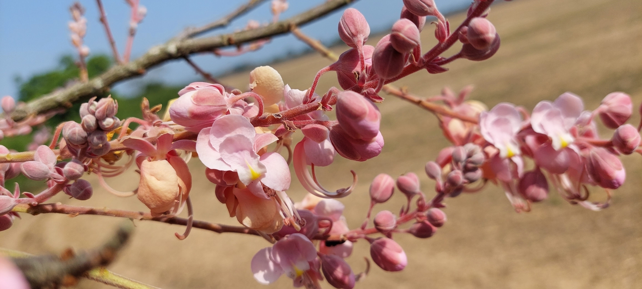 Imagem de Cássia-Rosa