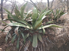 Agave salmiana