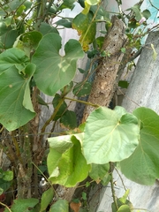 Piper auritum