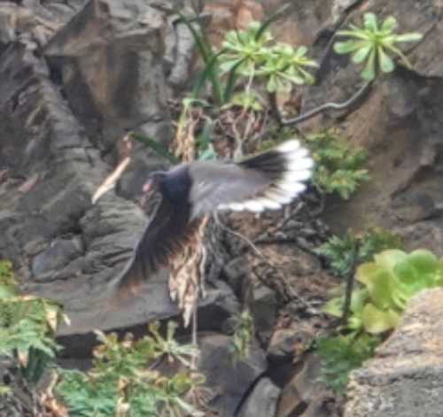 Laurel Pigeon (Columba junoniae), photo 8
