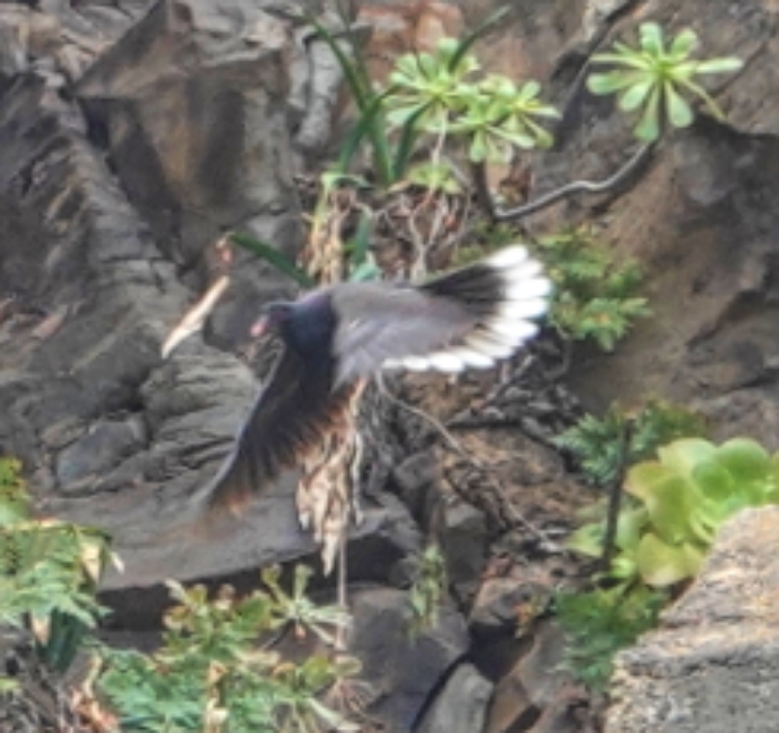 Laurel Pigeon (Columba junoniae), photo 9