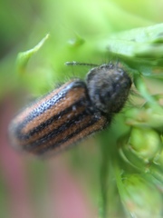 Astylus pallipes