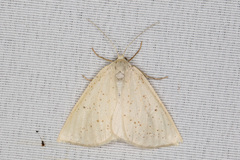 Lychnosea intermicata