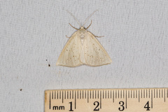 Lychnosea intermicata