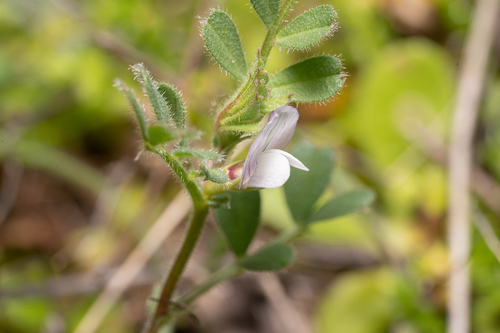 Cusped Vetch (Vicia cuspidata)