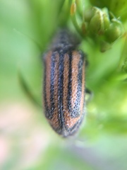 Astylus pallipes