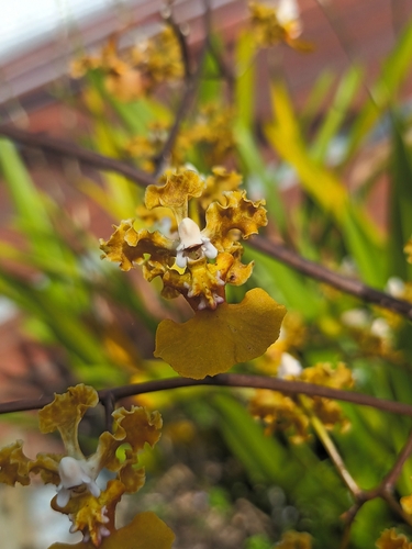 Image of Trichocentrum luridum by (c) Aldous13, some rights reserved (CC BY)