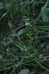 Veronica serpyllifolia serpyllifolia